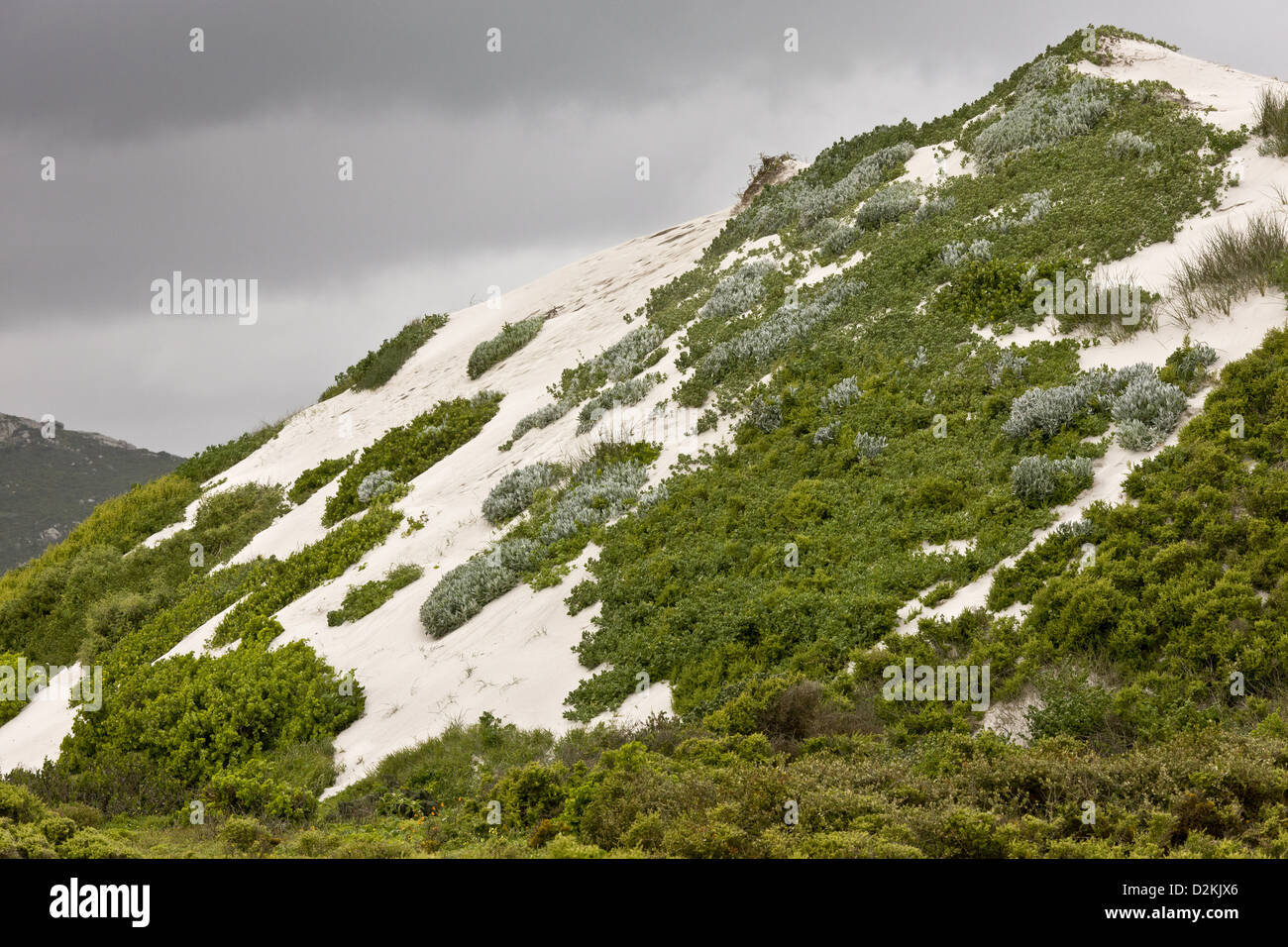 Partly-vegetated high dunes on the west coast in the West Coast National Park, South Africa Stock Photo