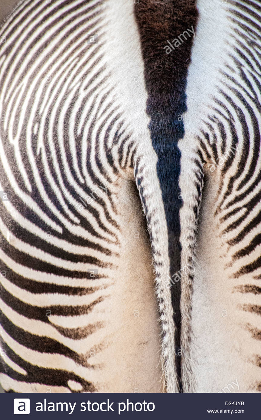 Zebra Tail Stock Photos & Zebra Tail Stock Images Alamy
