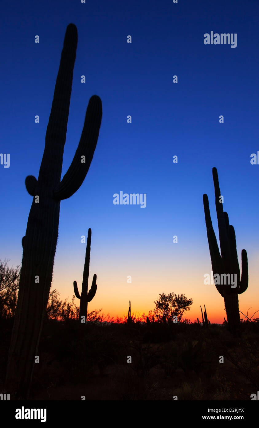 Dusk in Saguaro N.P. , Arizona, USA Stock Photo