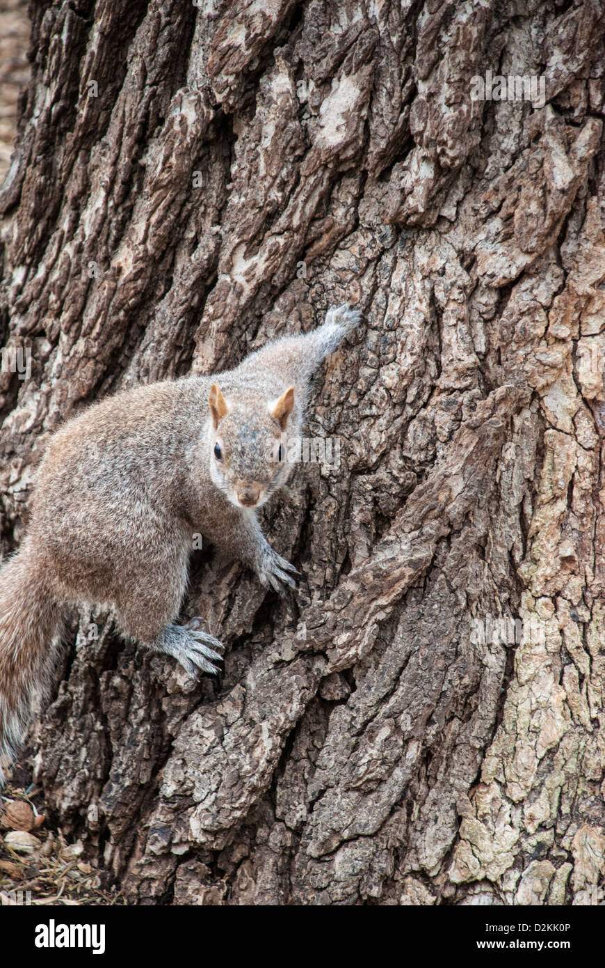 Eastern Gray Squirrel, Sciurus carolinensis, clinging to the bark of a tree in Washington Square Park, Greenwich Village, New York City, NY, USA Stock Photo