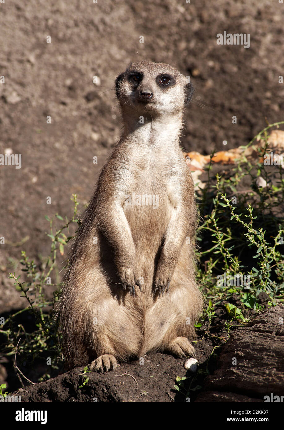 Suricate is watch over Stock Photo