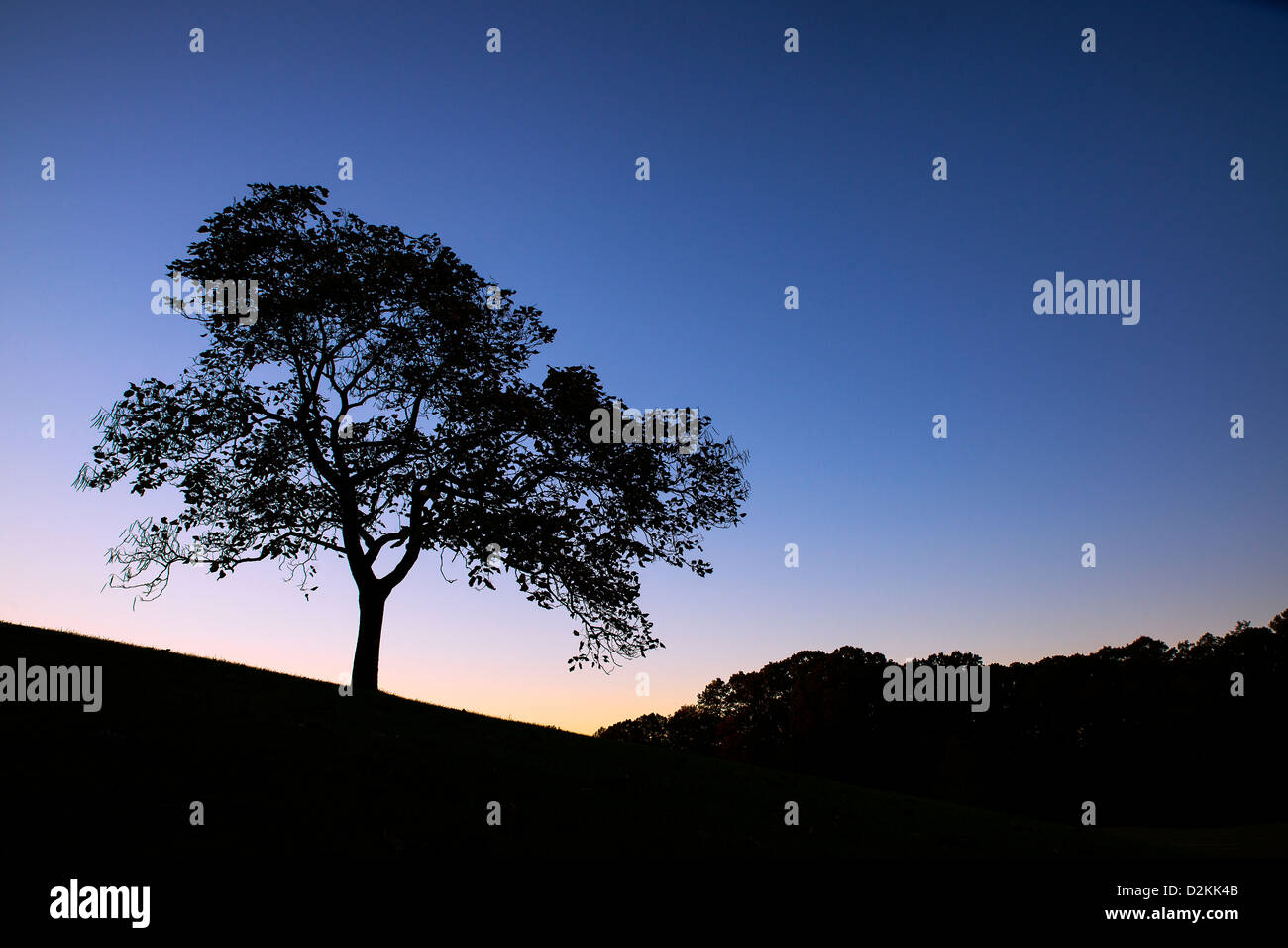 Silhouette of a tree at sunset, Delaware, USA Stock Photo