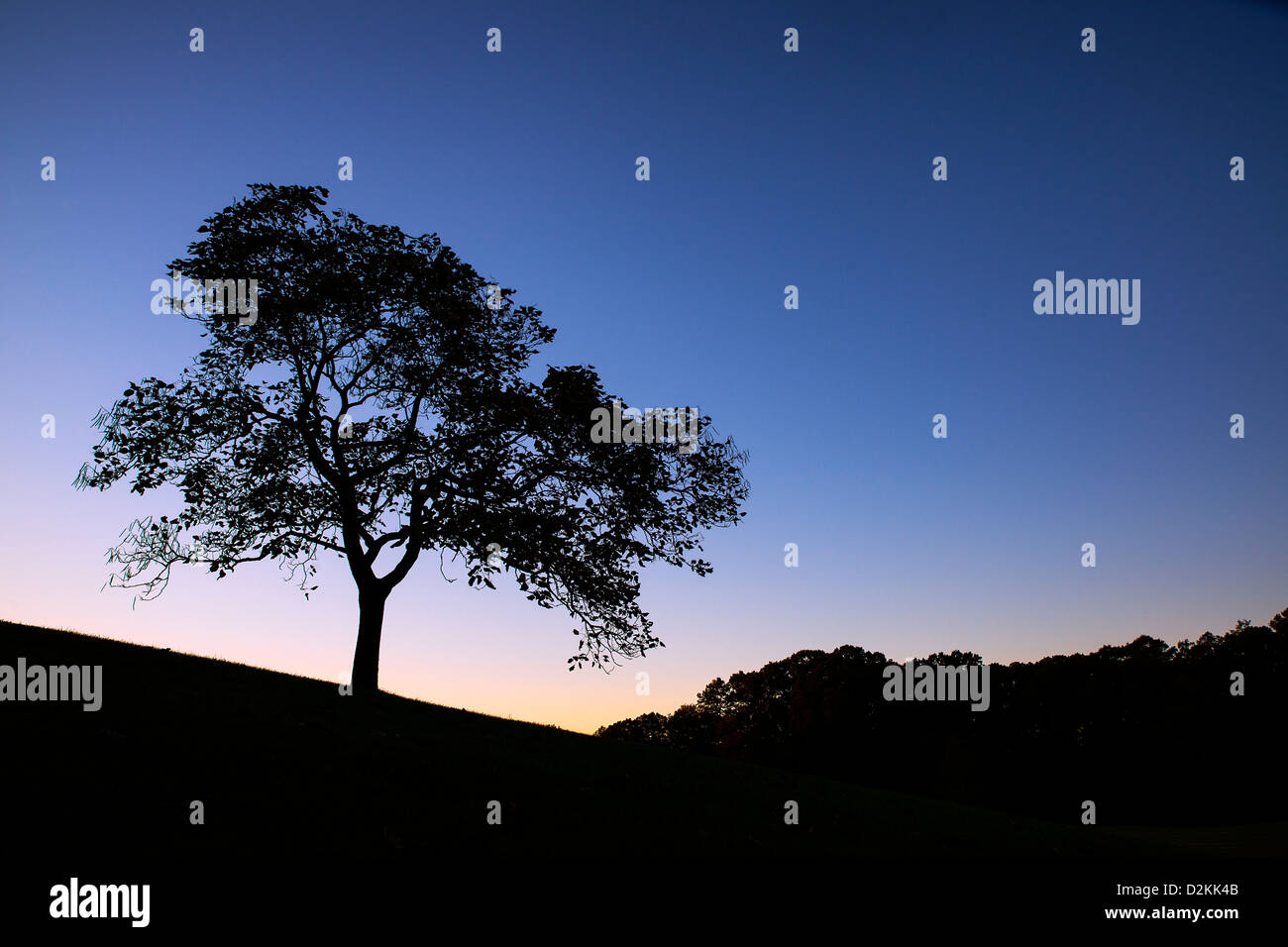Tree silhouette sunset landscape hi-res stock photography and images ...