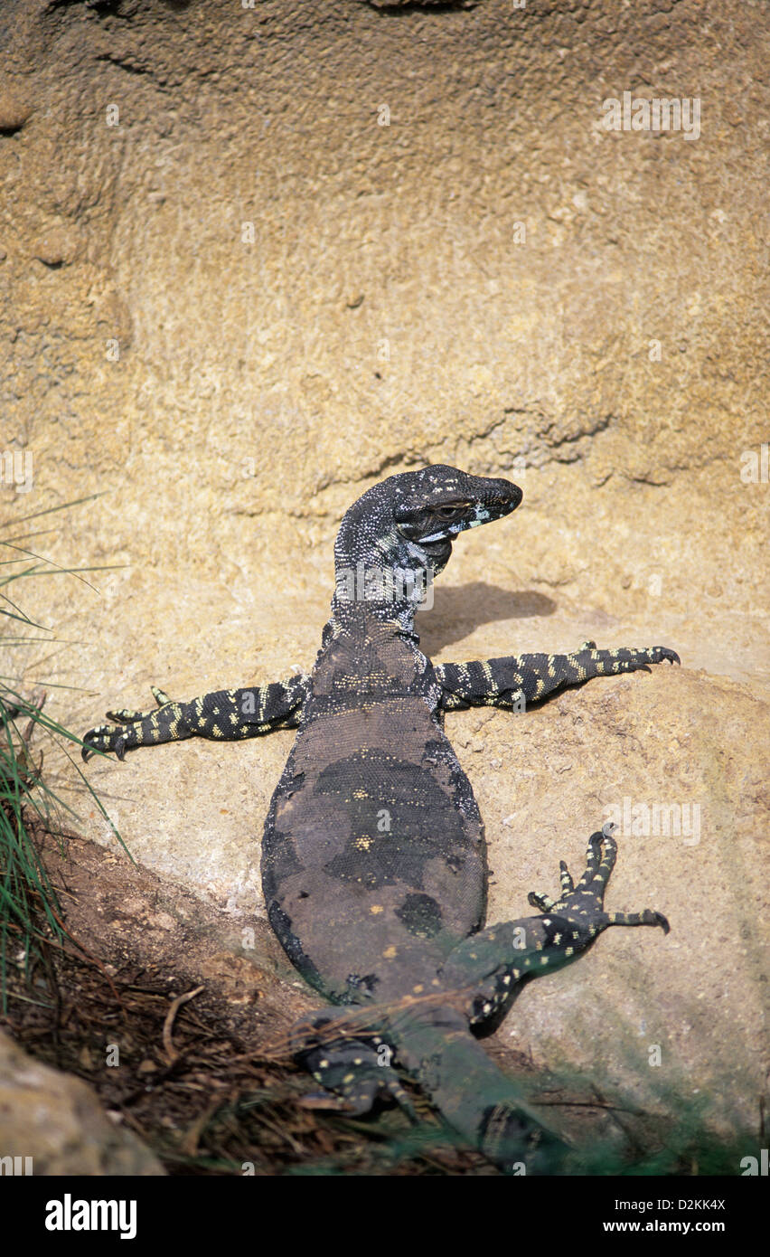 Australia, wildlife, native reptiles, Monitor lizard Stock Photo Alamy