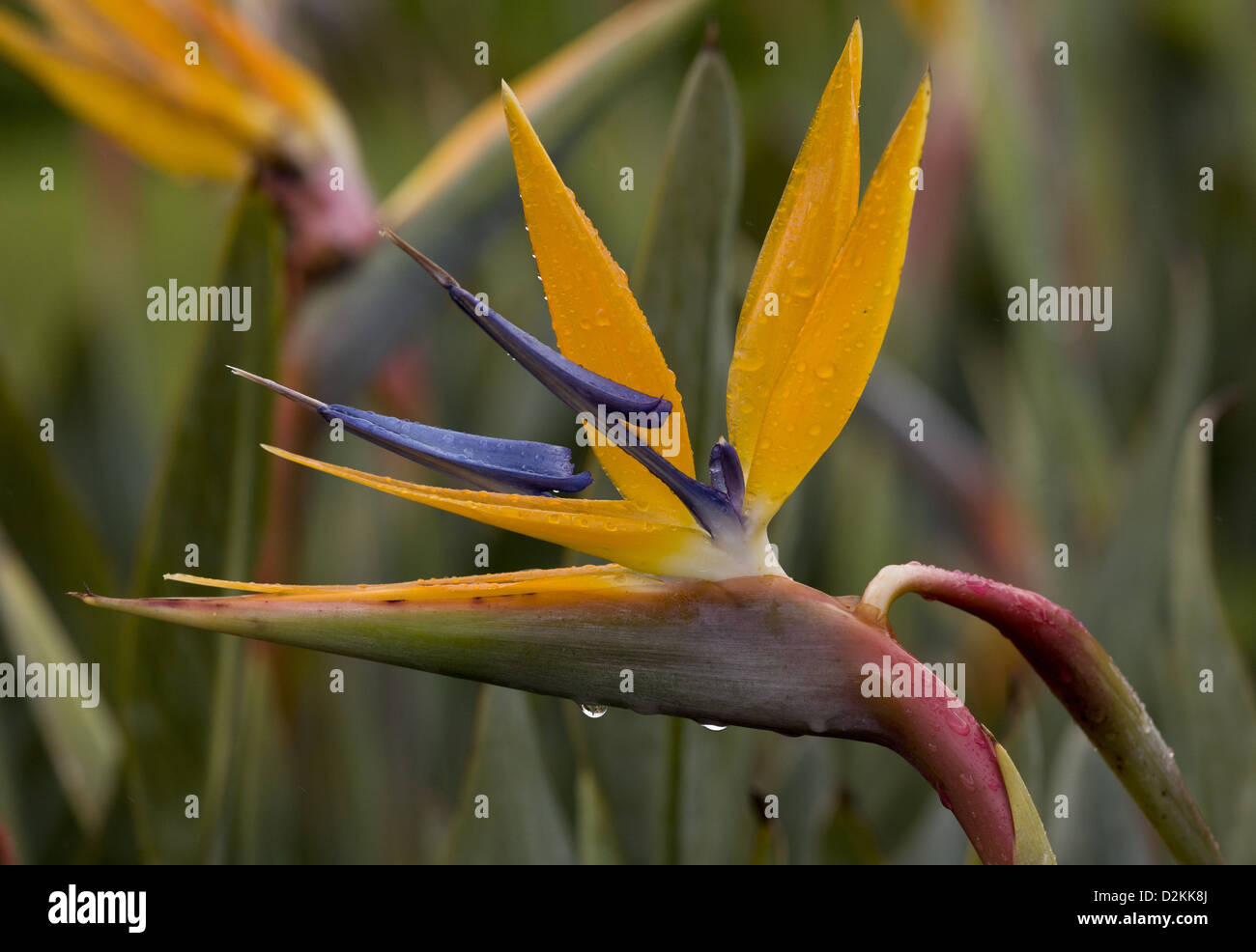 Bird of Paradise (Strelitzia reginae) close-up, South Africa Stock Photo