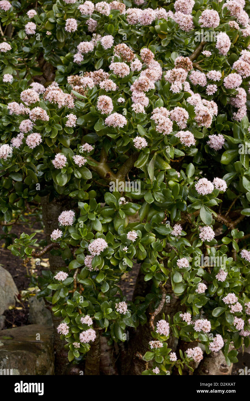 Jade plant (Crassula ovata) South Africa. Native to South Africa, widely grown as a pot and garden plant. Stock Photo