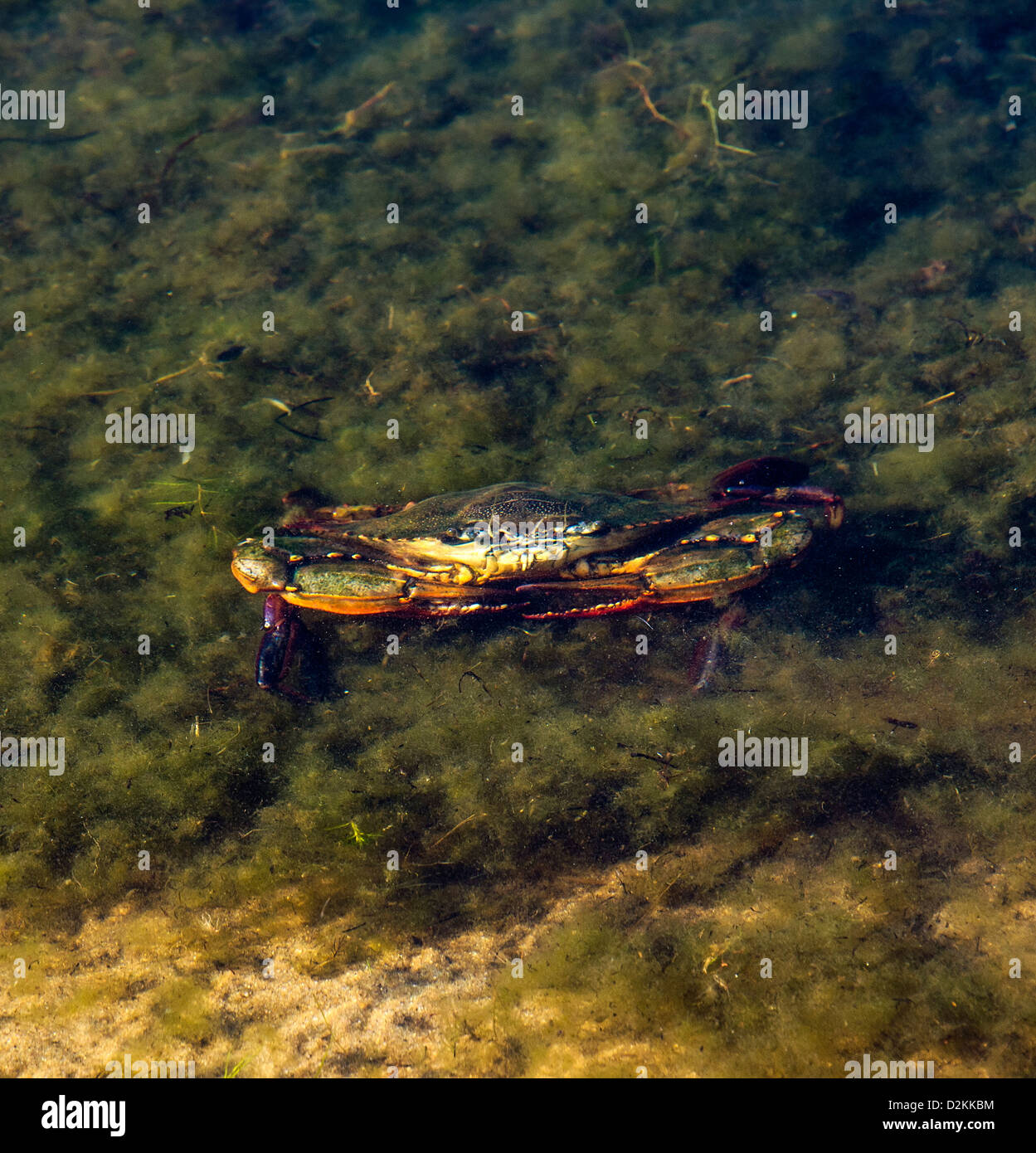 Live crab in shallow water. Stock Photo
