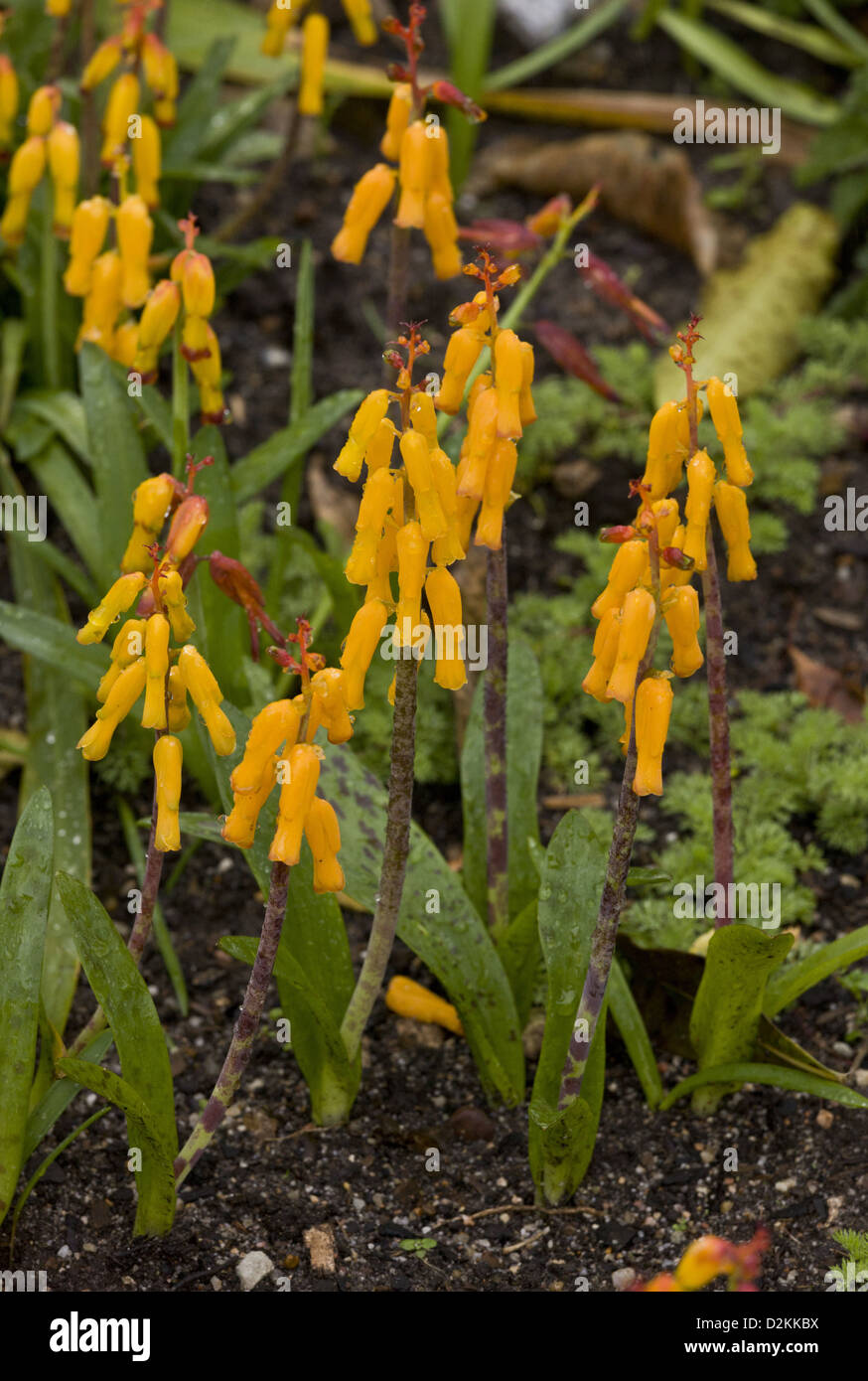 Cape Cowslip, Lachenalia aloides, in its yellow form, garden, South Africa Stock Photo