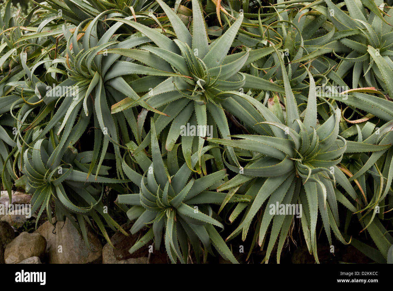 Rosettes of Krantz Aloe (Aloe arborescens) close-up, South Africa Stock Photo