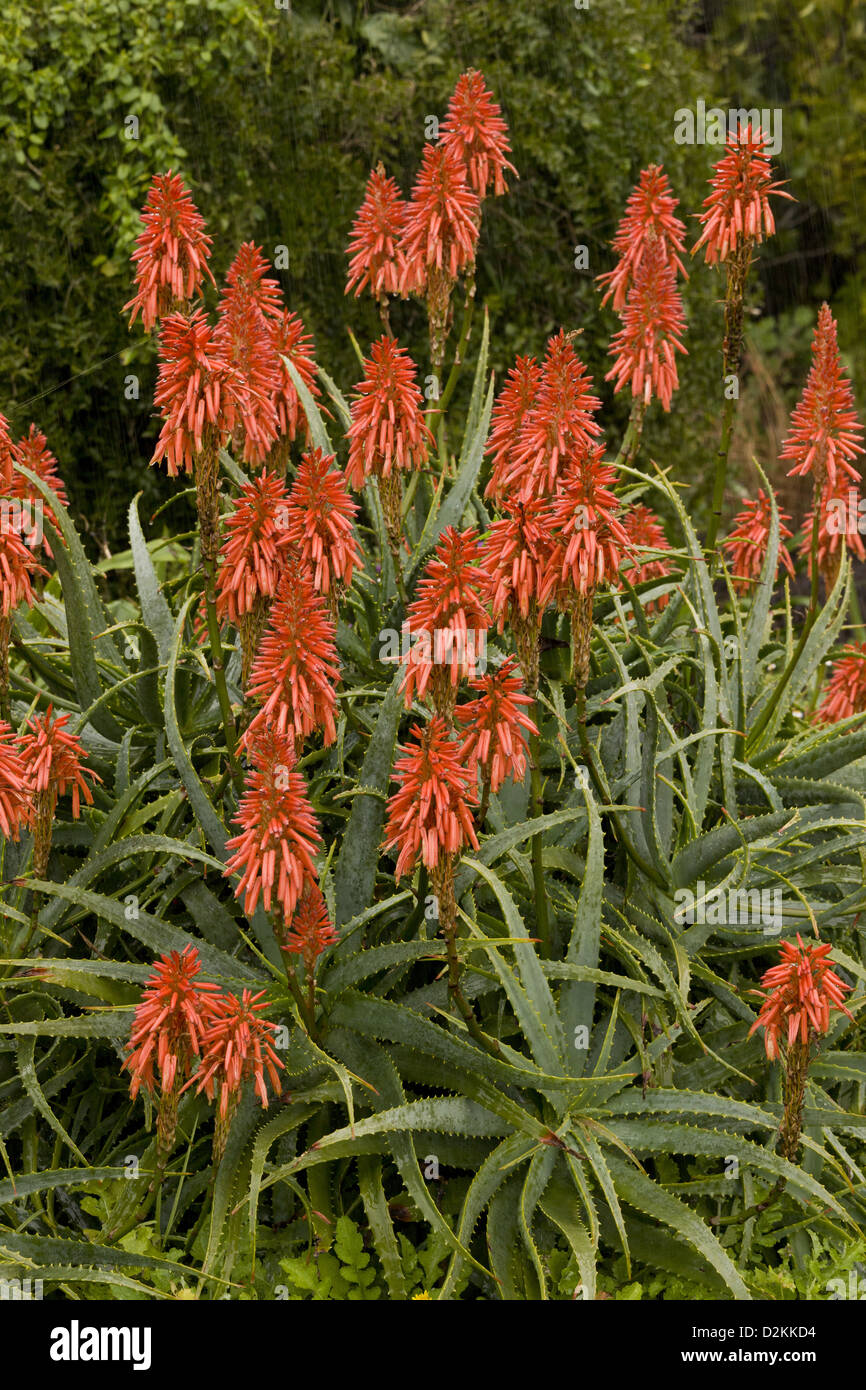 Krantz Aloe, Aloe arborescens, in flower, South Africa Stock Photo