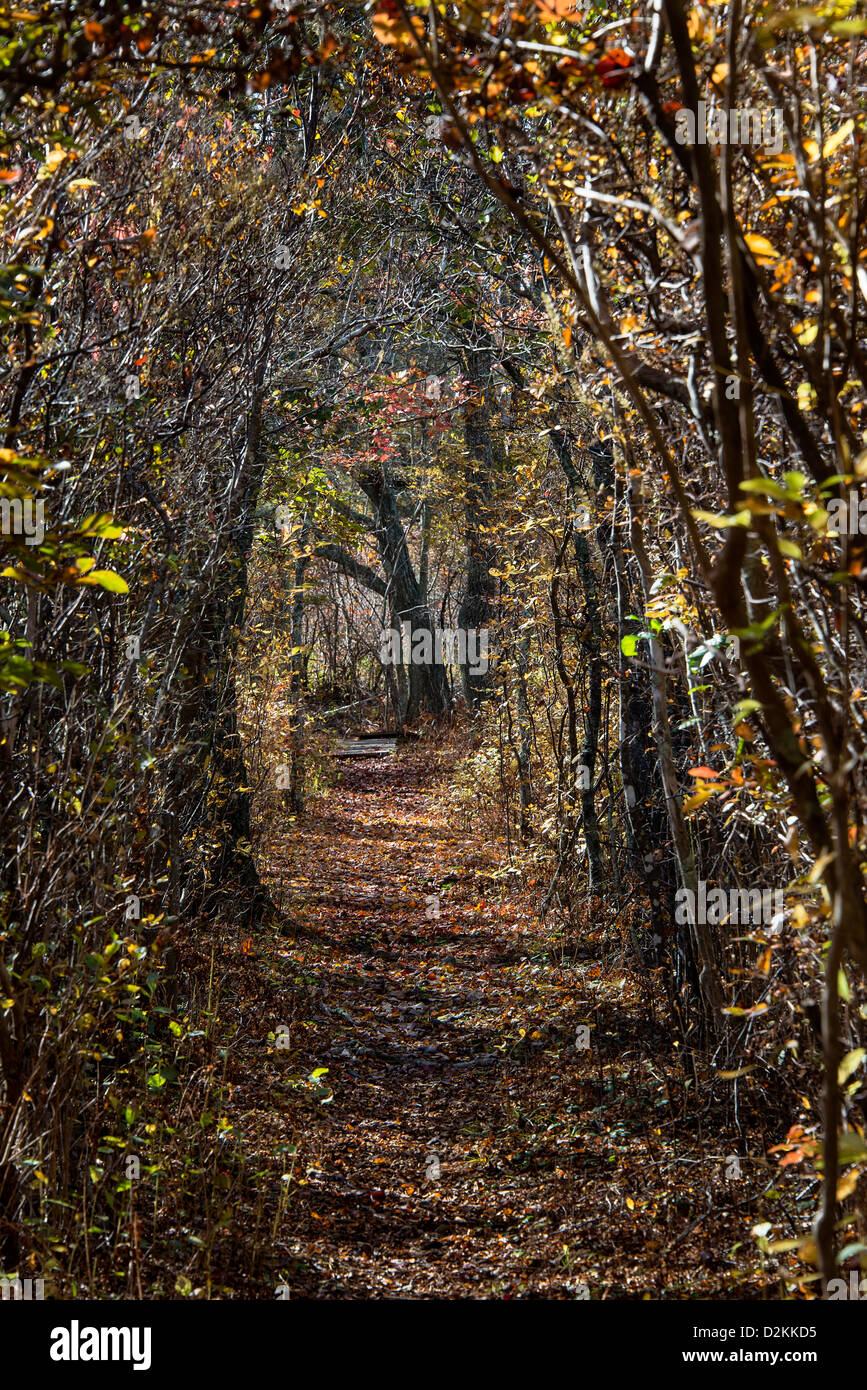 Woodland walking path, Martha's Vineyard, Massachusetts, USA Stock Photo