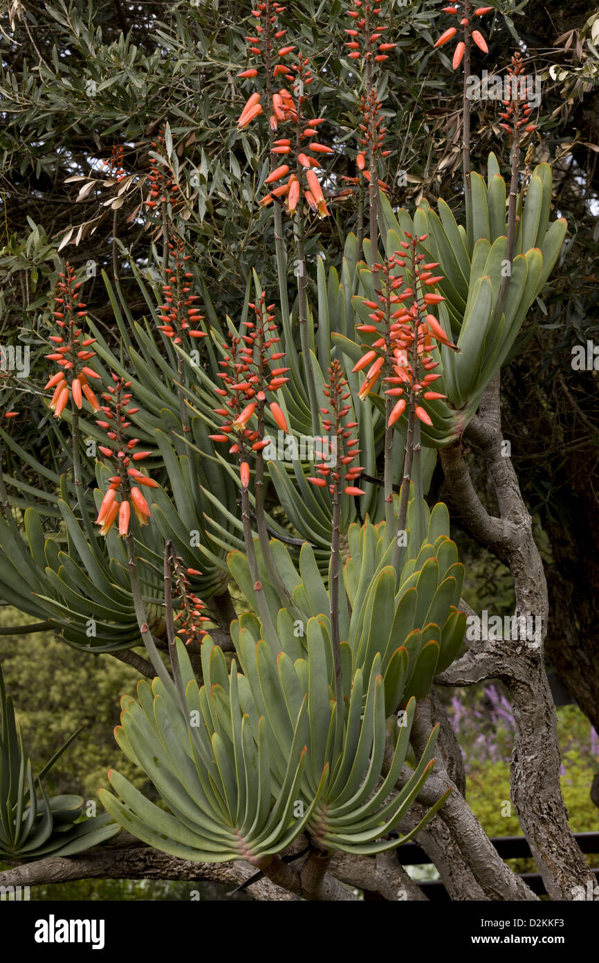 The Fan Aloe (Aloe plicatilis) in flower, South Africa. Uncommon shrubby succulent. Stock Photo
