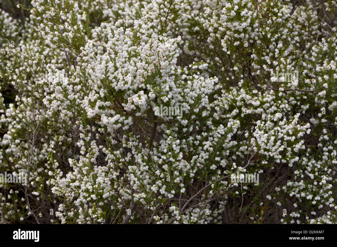 White Heath (Erica formosa) in Fynbos, Cape, South Africa Stock Photo