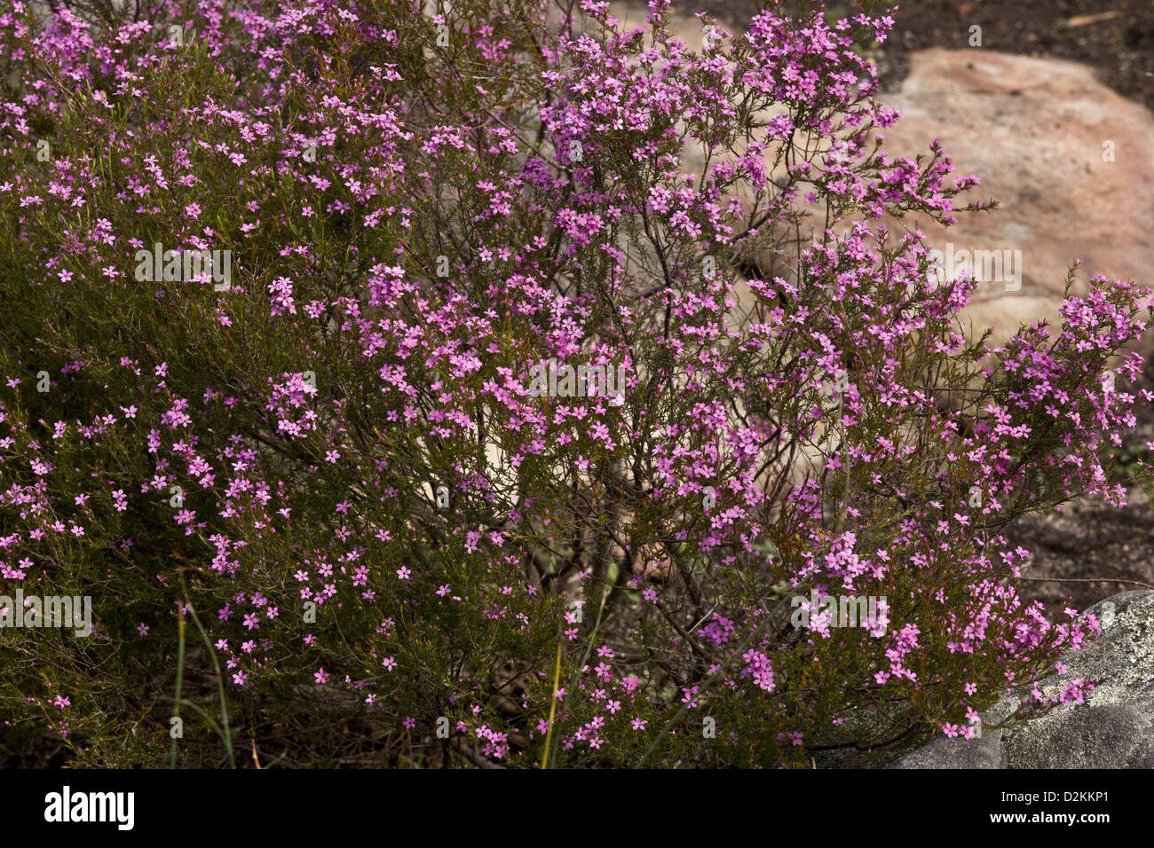 Confetti bush (Coleonema aspalathoides) endemic Cape native, but also grown in gardens. South Africa Stock Photo