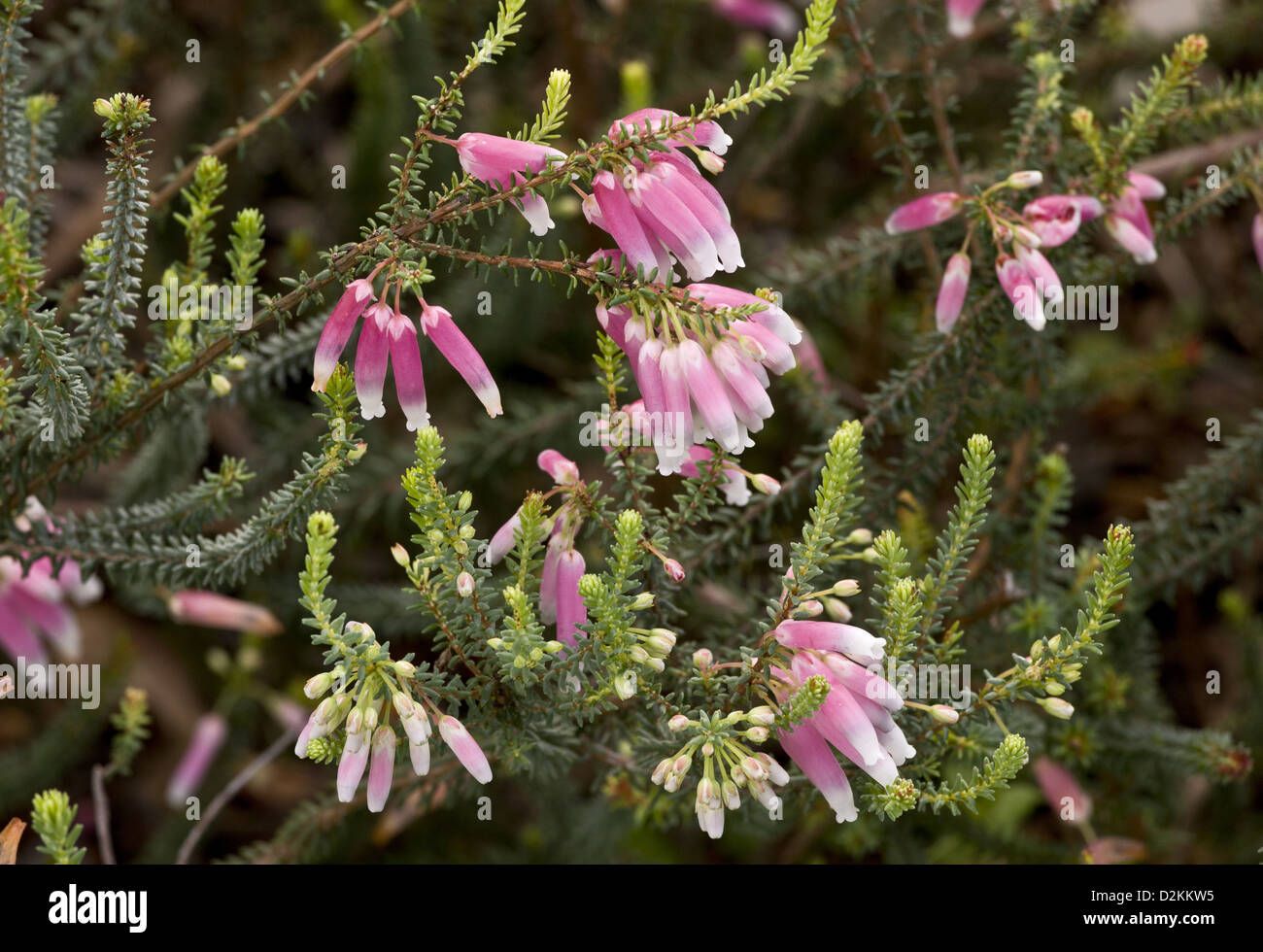 Bridal Heath (Erica baueri ssp. baueri) a rare Cape endemic, close-up, South Africa Stock Photo