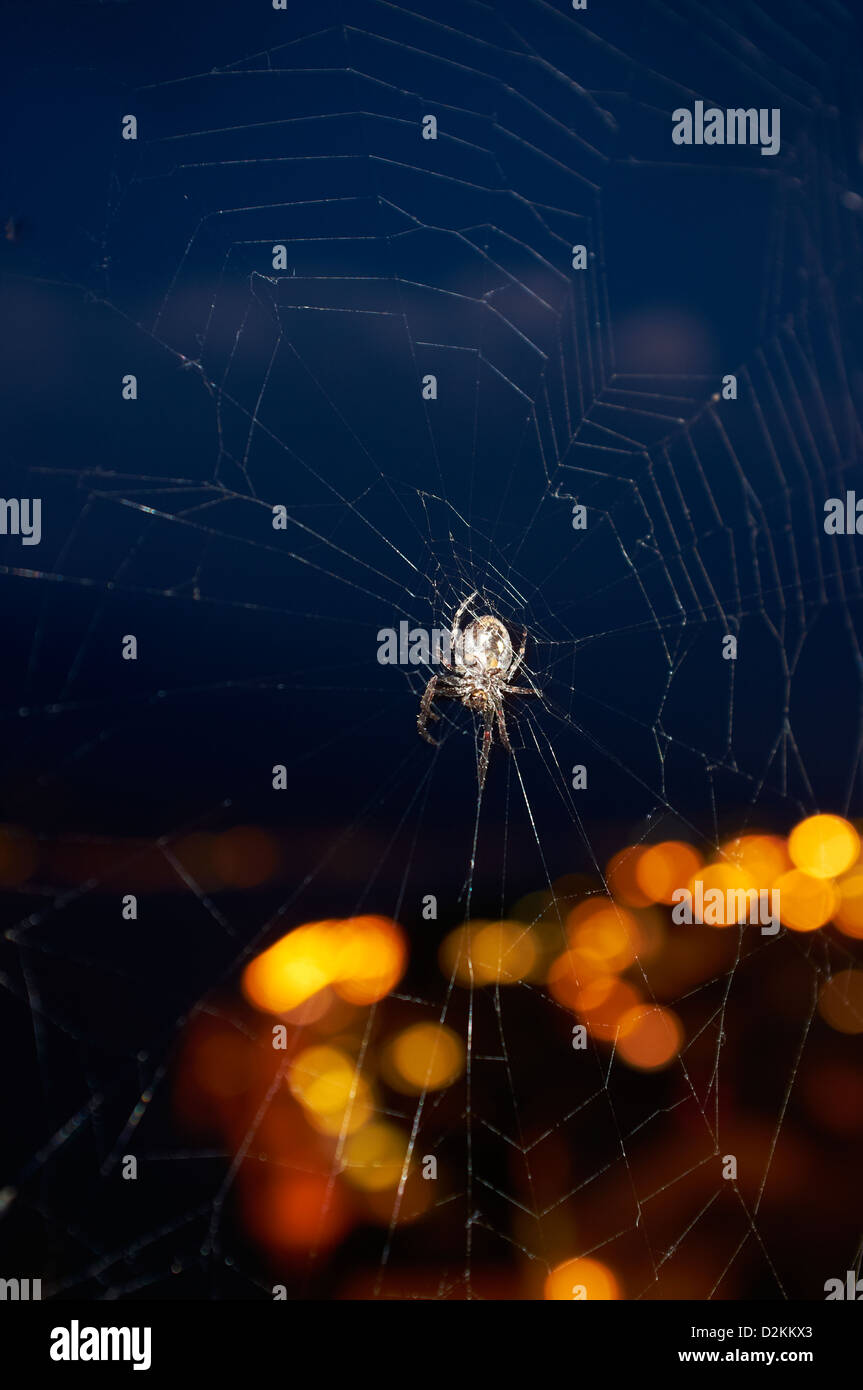 Evening picture of spider on web with the lights of Limone in background, Italy Stock Photo
