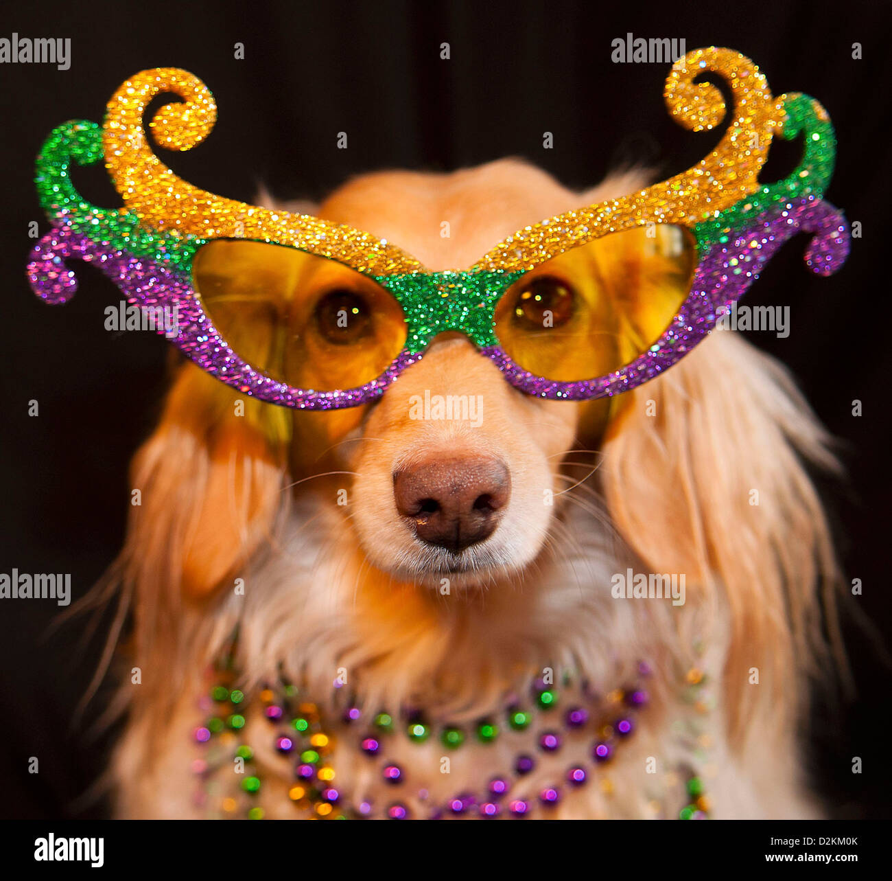 dog mardi gras float