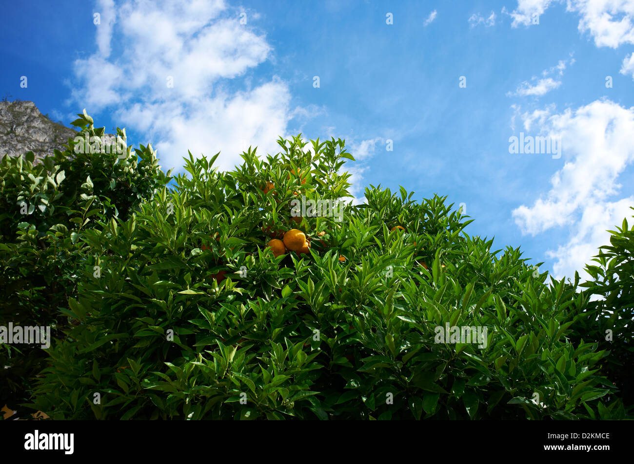 Orange tree in Limone, Lake Garda Italy Stock Photo