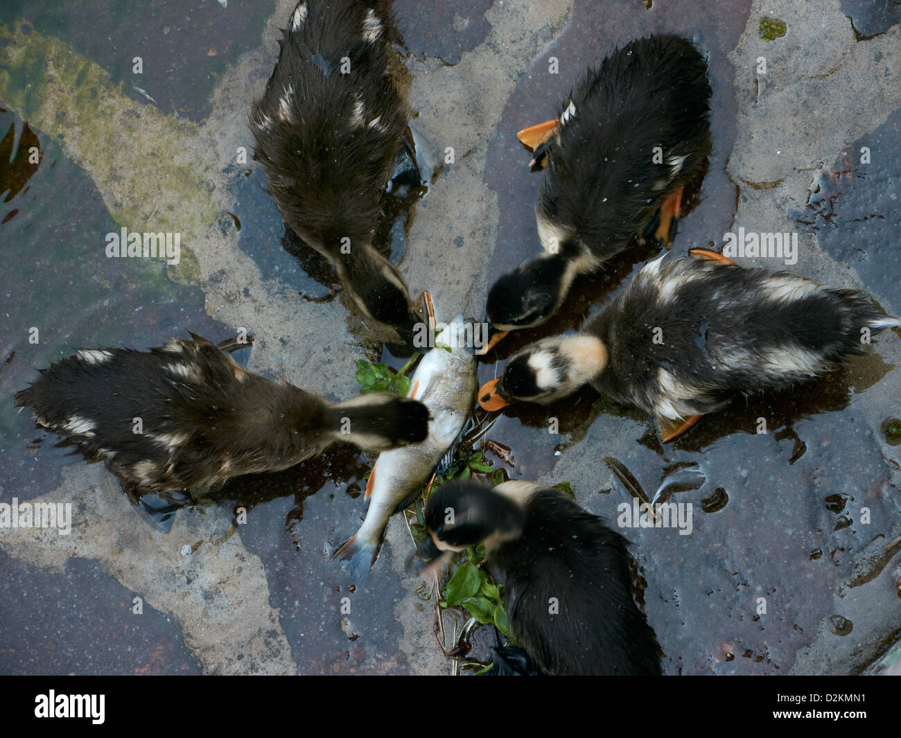 Ducklings pecking at dead fish Stock Photo