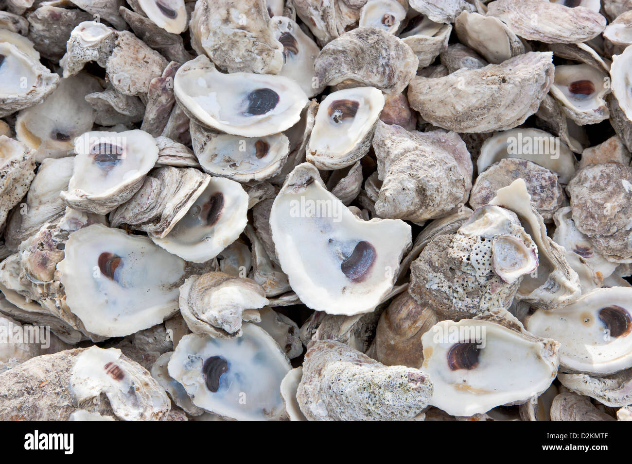 Oyster shells, discarded. Stock Photo