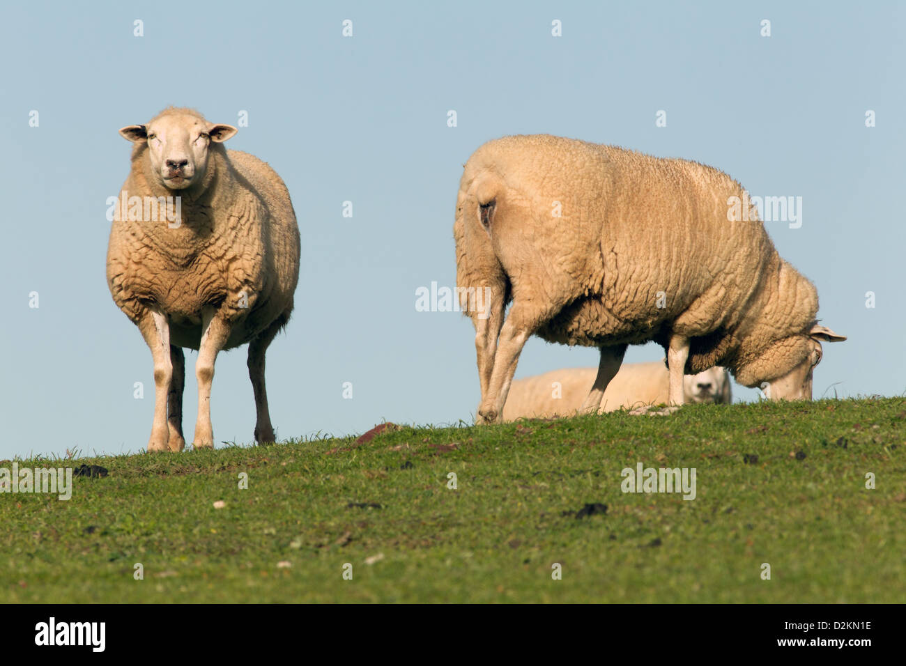 sheep grazing in a paddock Stock Photo