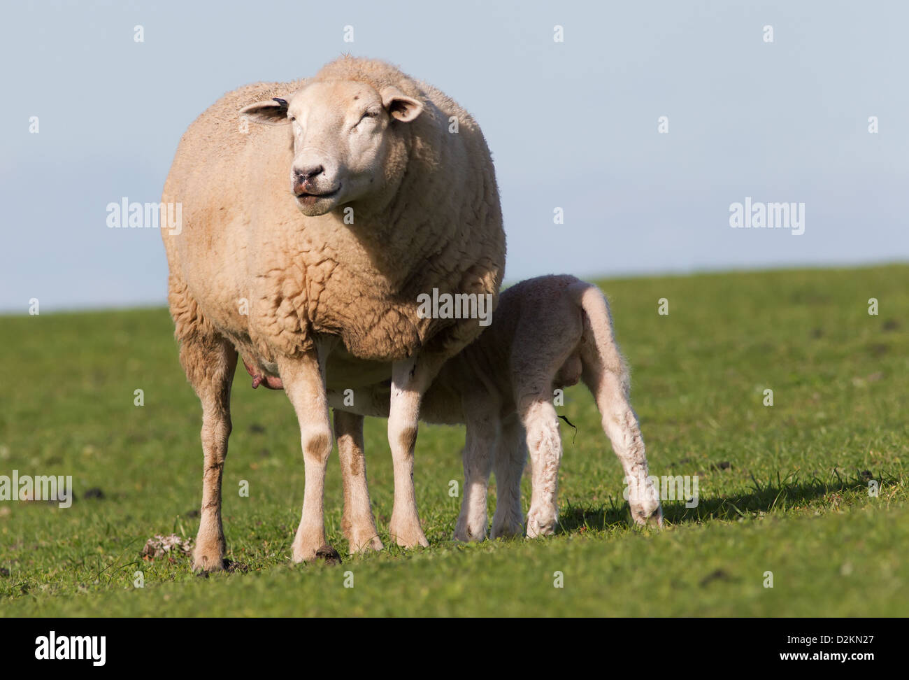 Mother sheep and her baby lamb Stock Photo - Alamy