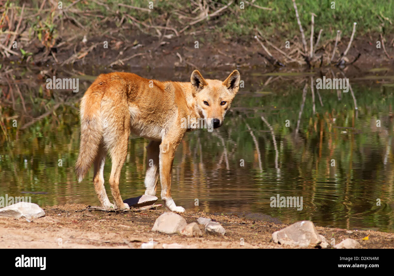 An Australian Dingo at a water hole in central Australia Stock Photo