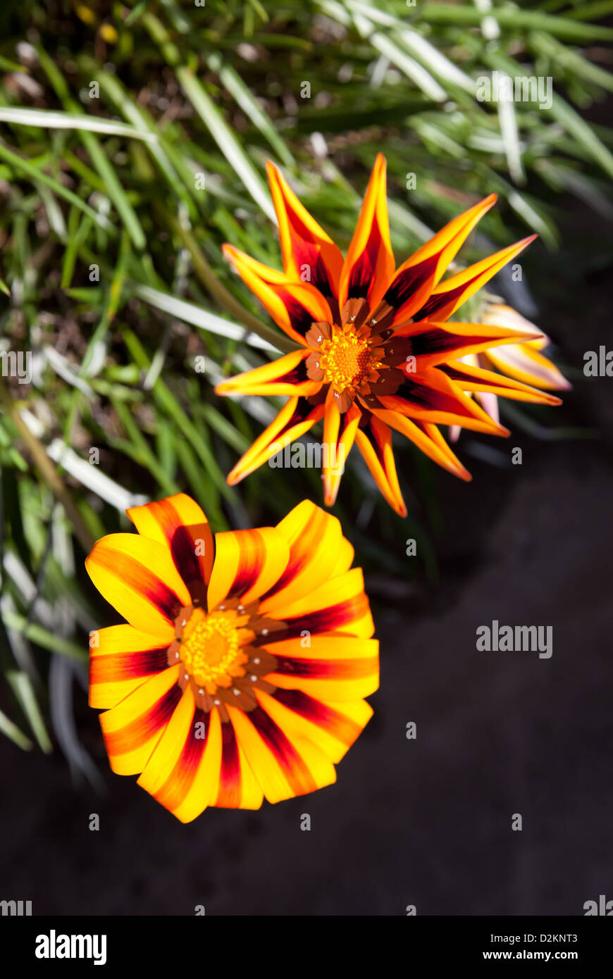 Gazarnia flowers Stock Photo