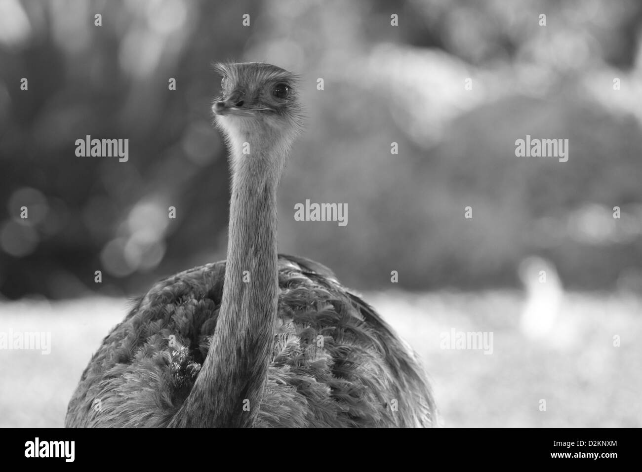 American or Greater Rhea Stock Photo