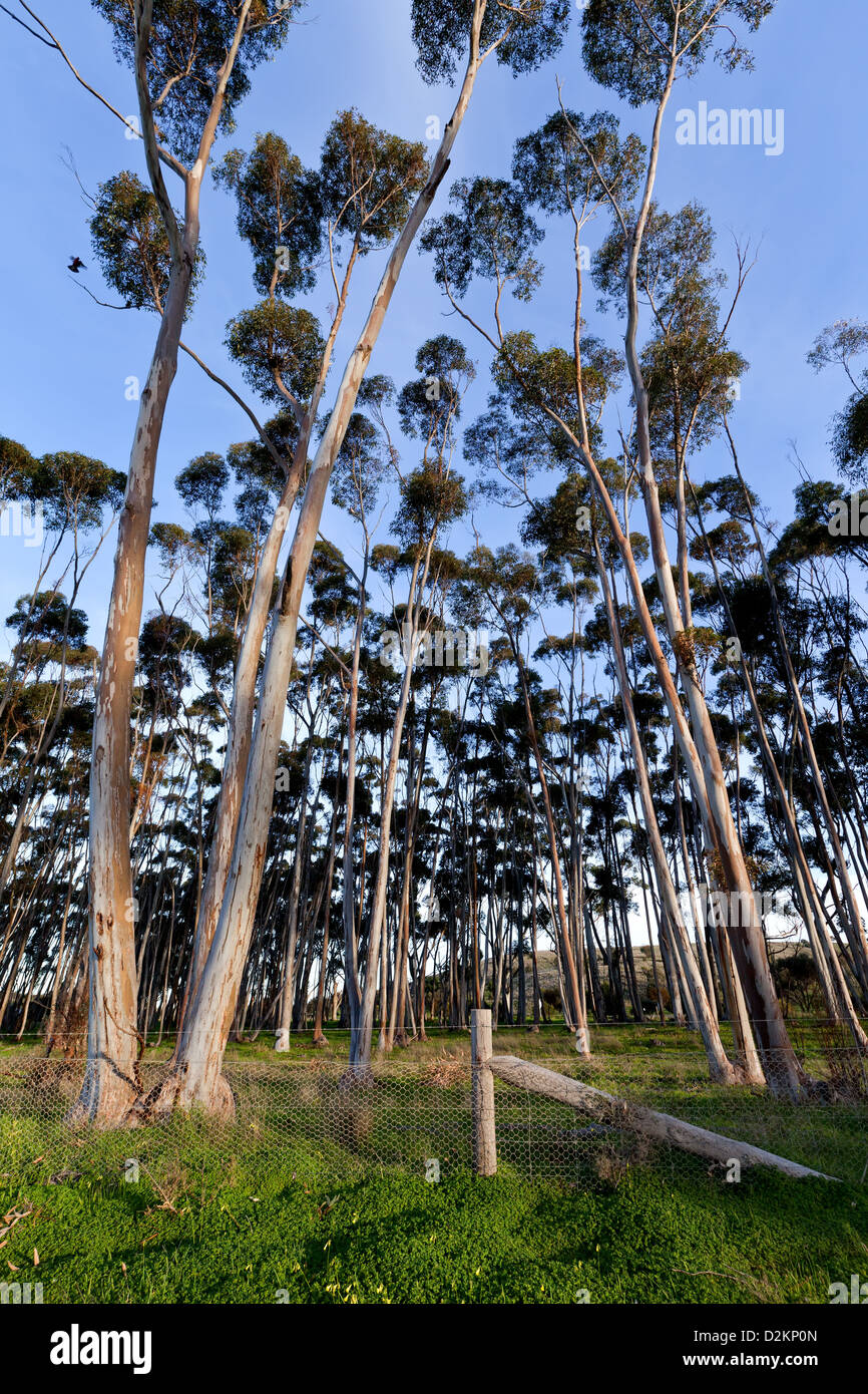 Gum tree grove Stock Photo