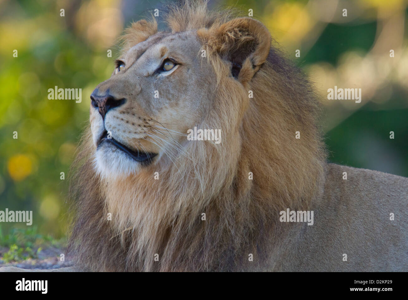 African male lion hi-res stock photography and images - Alamy