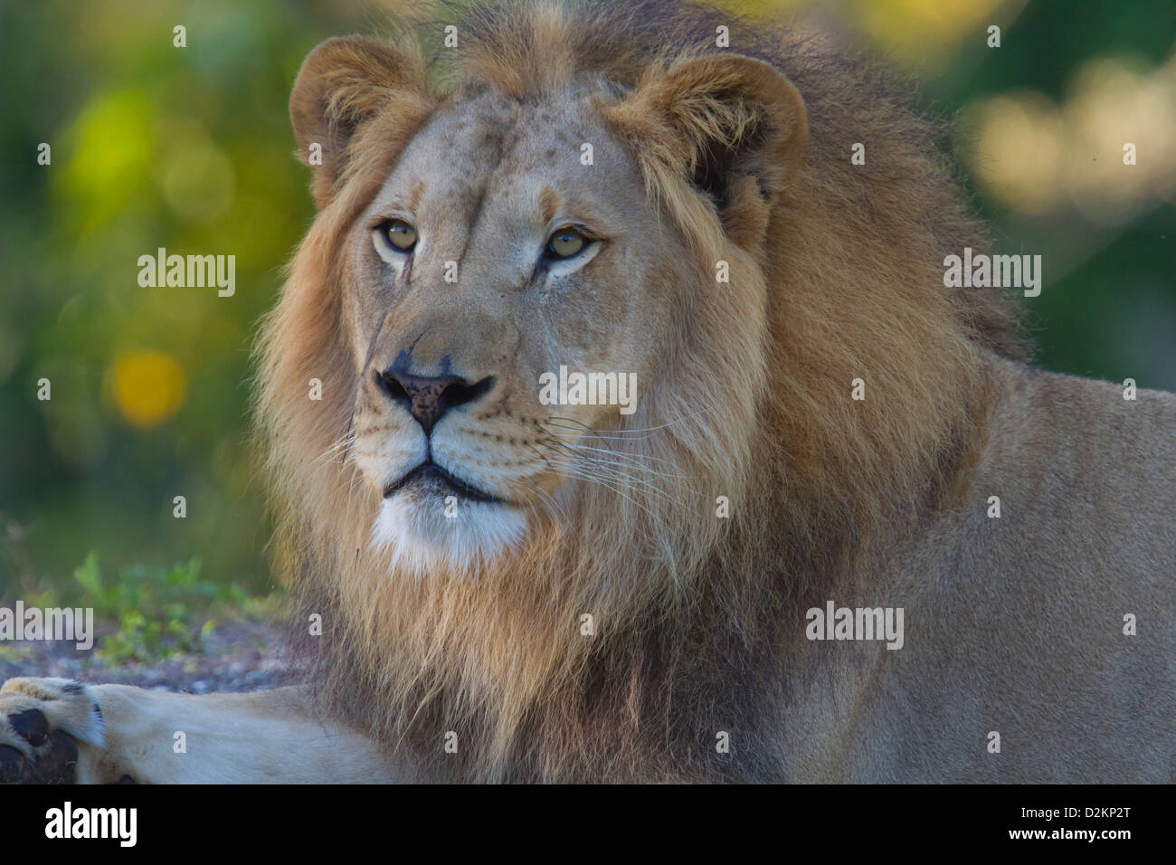African male lion hi-res stock photography and images - Alamy