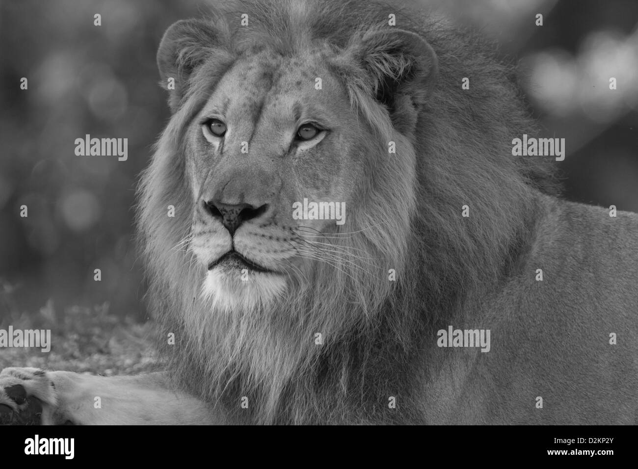 African Male Lion Stock Photo