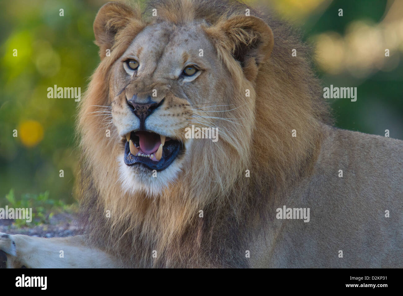 African male lion hi-res stock photography and images - Alamy