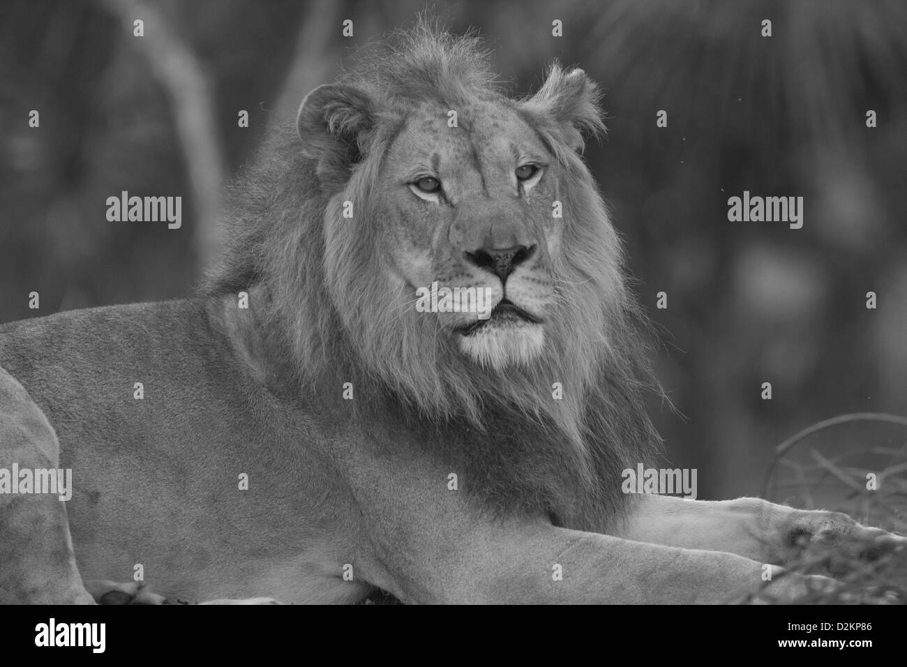 African Male Lion Stock Photo
