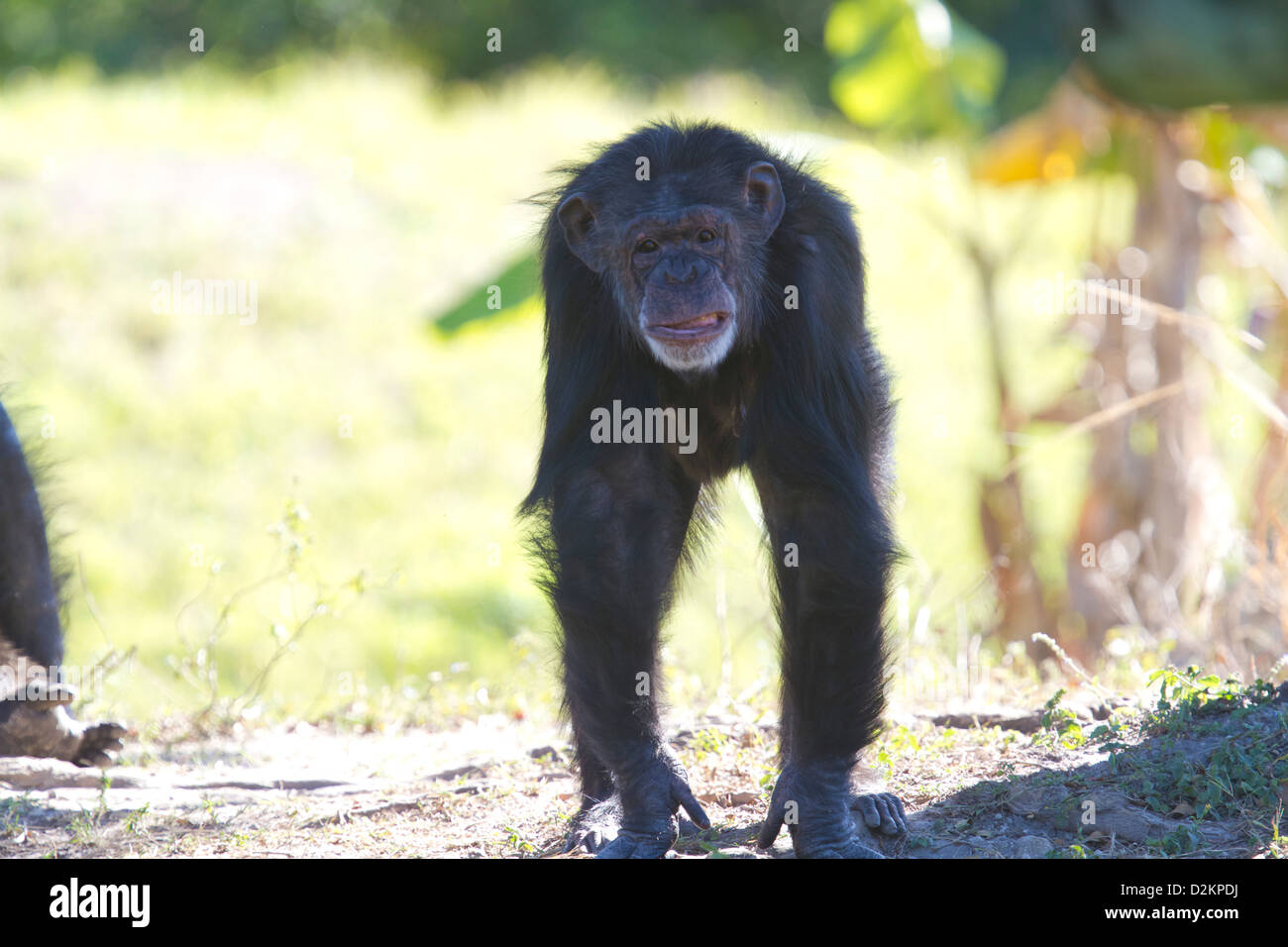 Chimpanzee Stock Photo