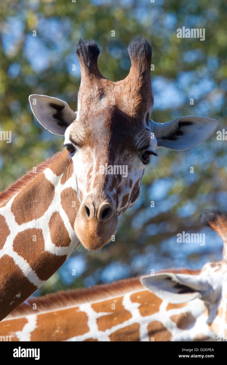 Angolan Giraffe Stock Photo