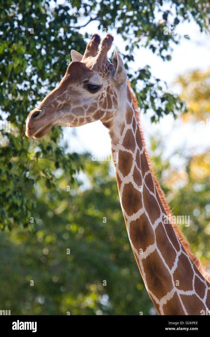 Angolan Giraffe Stock Photo