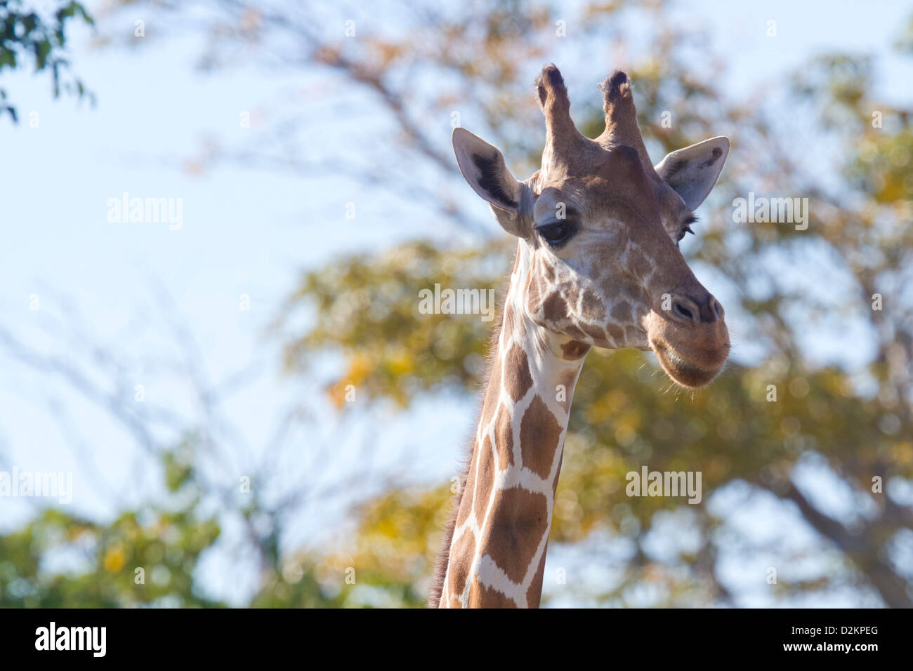 Angolan Giraffe Stock Photo