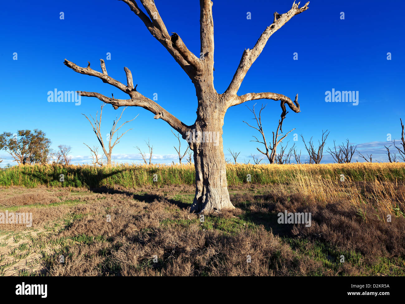 Pelican Point Lake Bonney Riverland South Australia Stock Photo