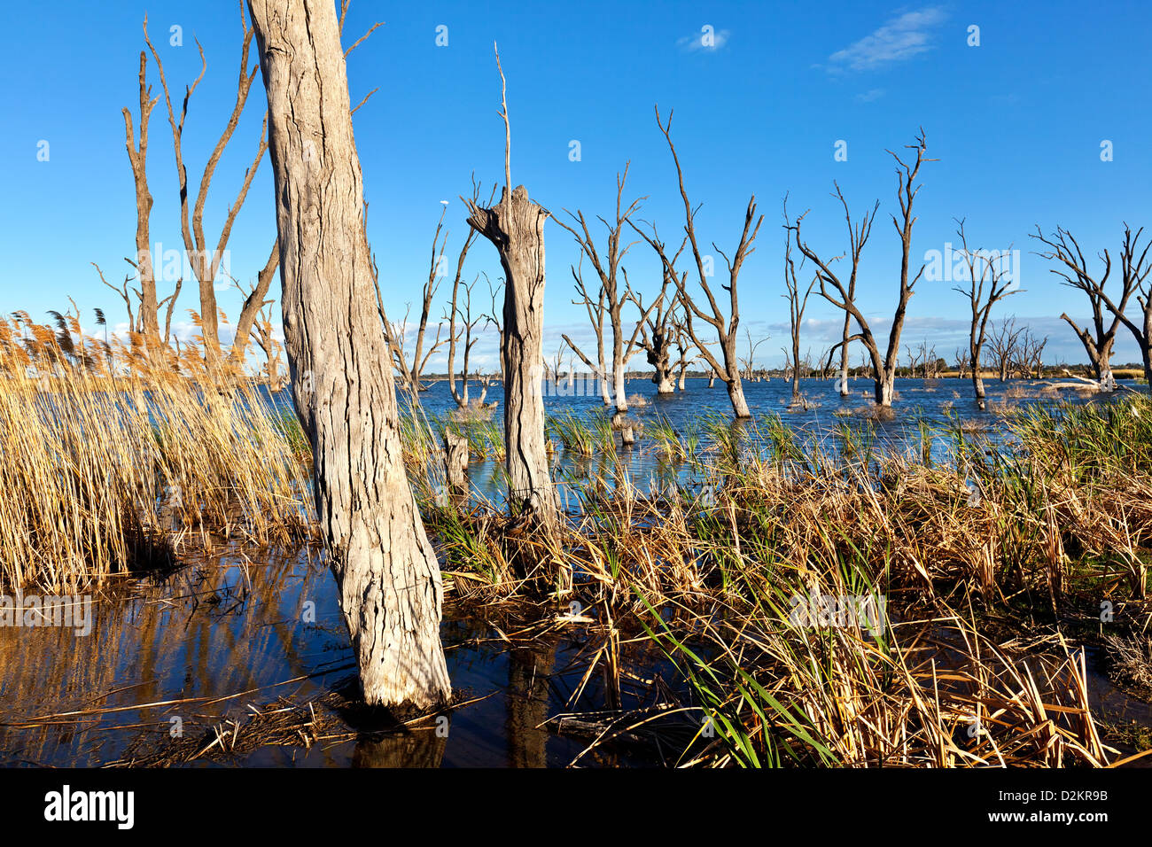 Pelican Point Lake Bonney Riverland South Australia Stock Photo Alamy