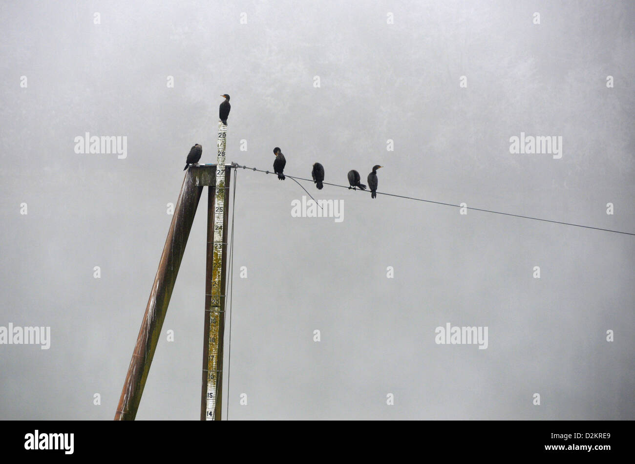Cormorants sitting at rest on a foggy morning on the Multnomah Channel, Sauvie Island, Oregon. Stock Photo