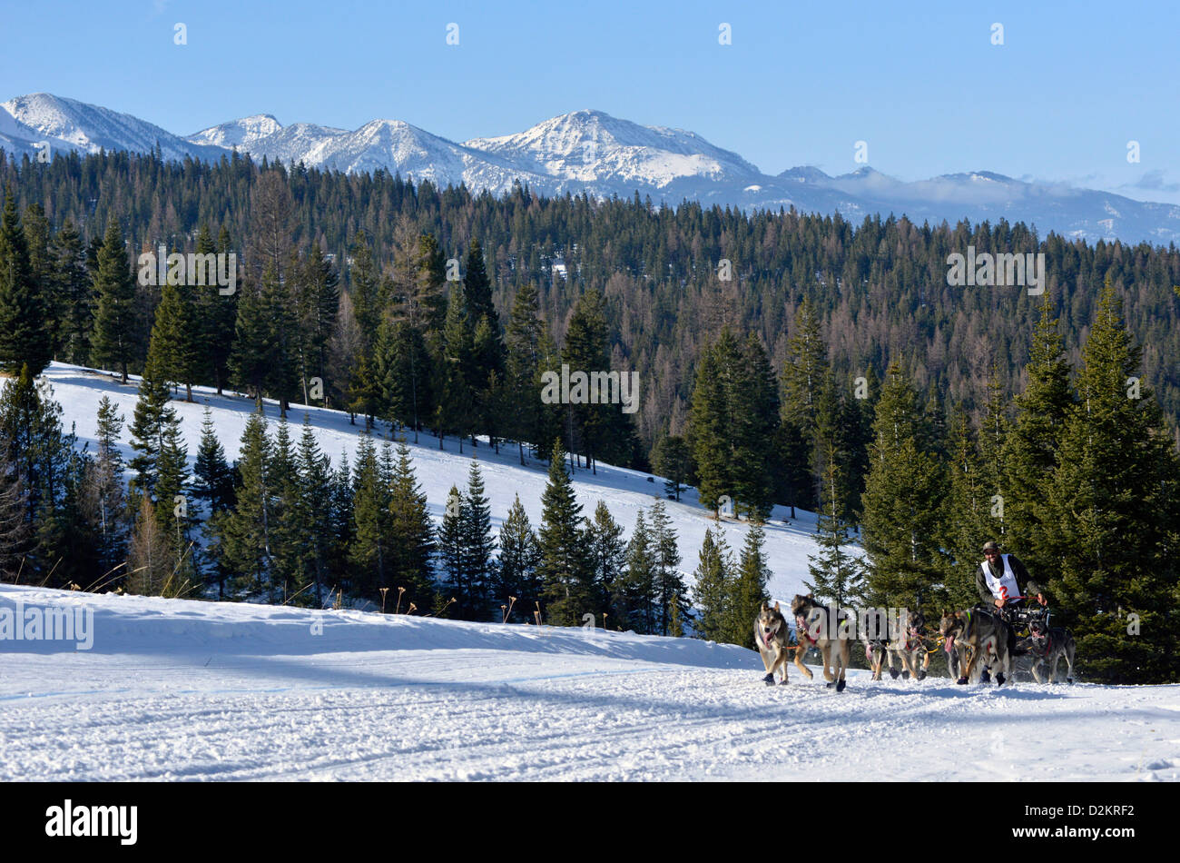 Musher and dogs taking part in the Eagle Cap Extreme dog sled race in Oregon's Wallowa Mountains. Stock Photo