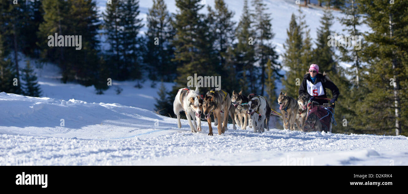Musher and dogs taking part in the Eagle Cap Extreme dog sled race in Oregon's Wallowa Mountains. Stock Photo