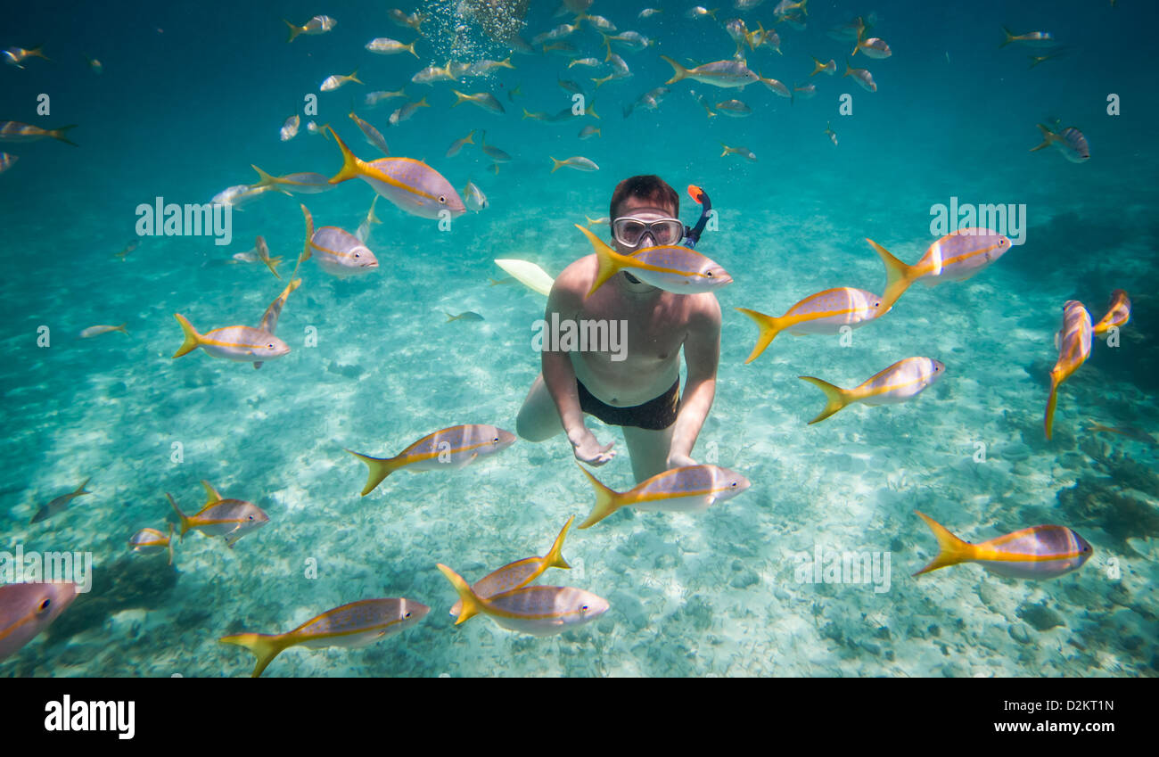 Snorkeler diving along the brain coral Stock Photo