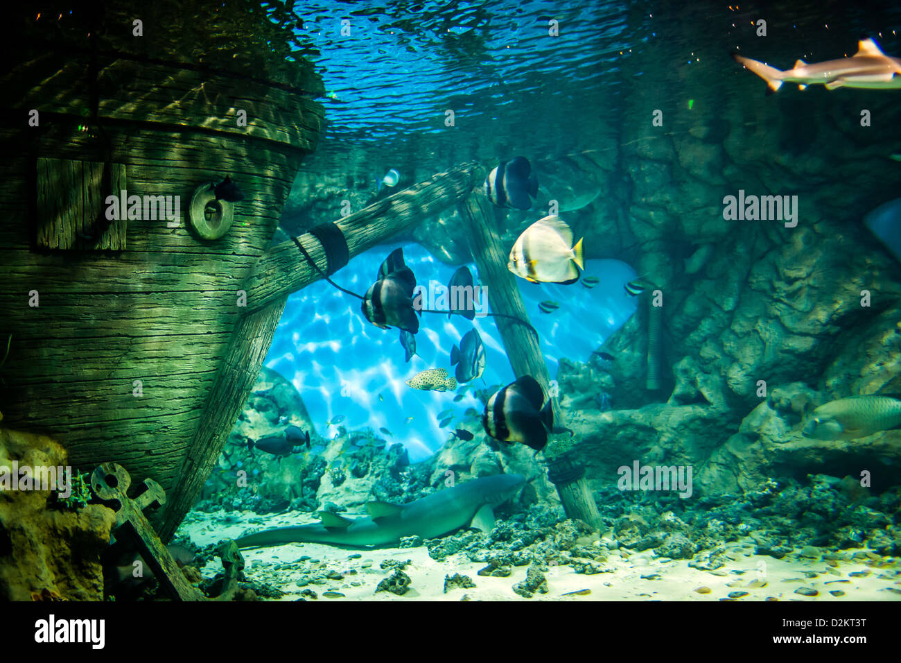 Fishes in Oceanarium Stock Photo