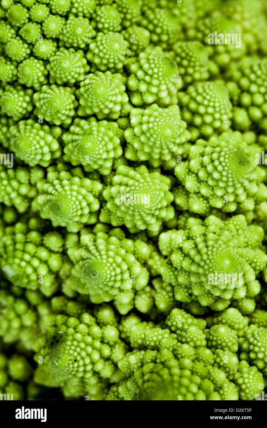 broccolo romanesco on a white background Stock Photo