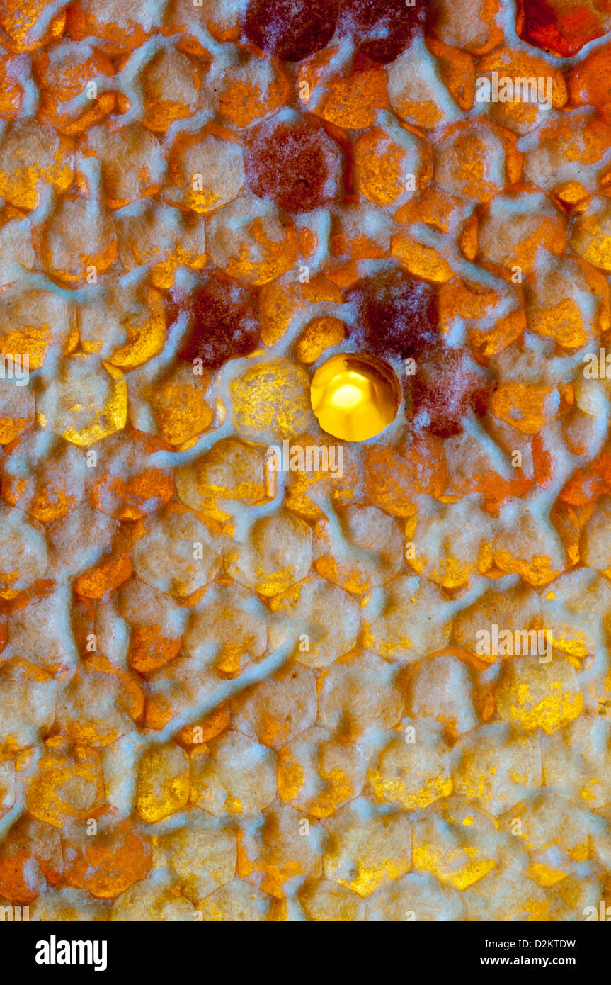 Honey comb, the cells closed with an operculum Stock Photo