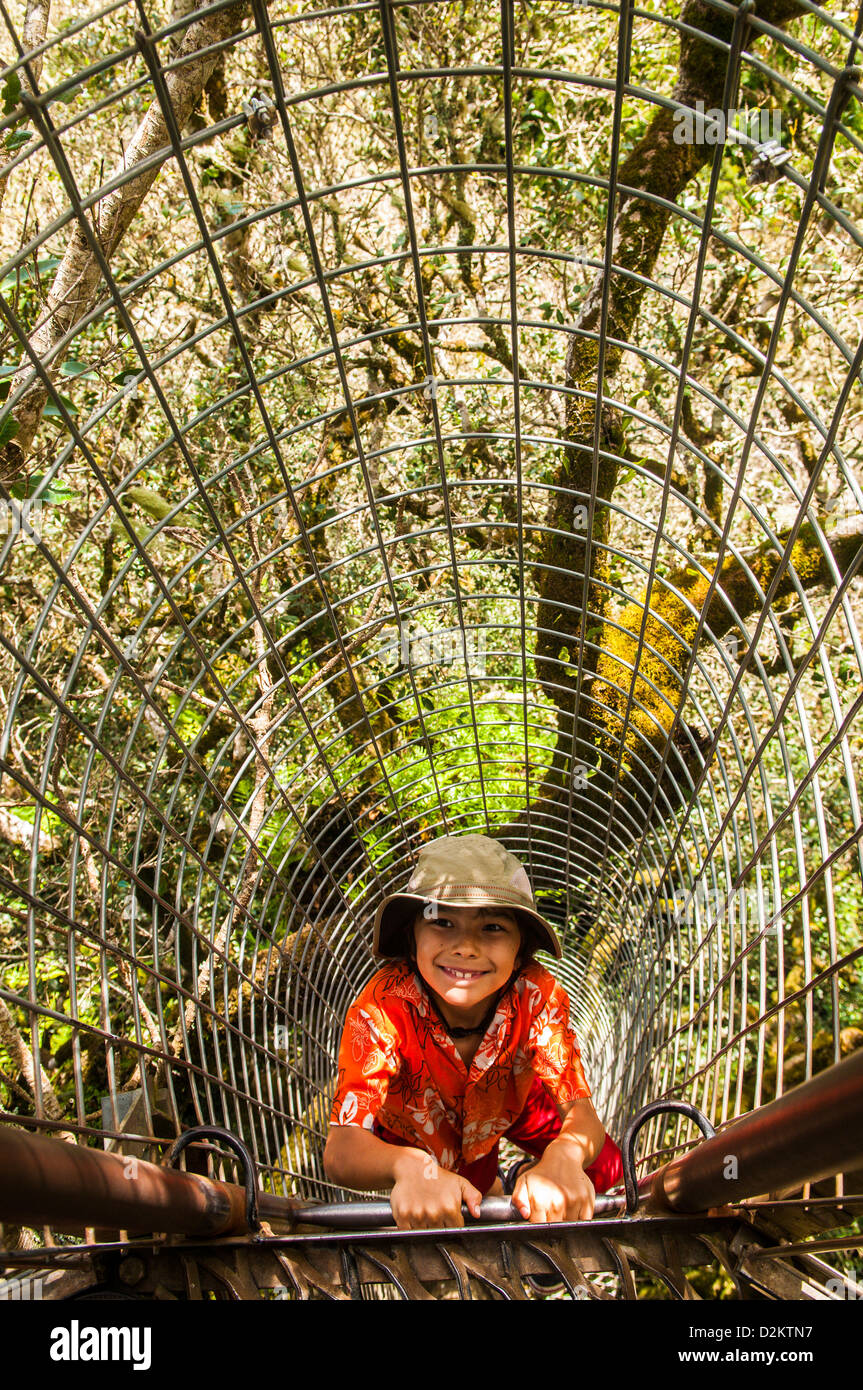 Young boy on Tree Top Walk, O'Reilly's, Lamington National Park, Queensland, Australia Stock