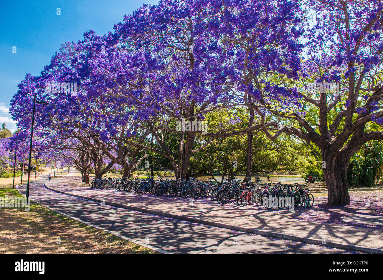 Flowering jacaranda trees, University of Queensland, Brisbane, Australia Stock Photo Alamy